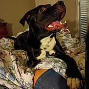 Draco joined the competition — help win amazing prizes! dog, black_and_white_dog, pet, animal, portrait, open_mouth, smiling, teeth, tongue, floppy_ears, short_hair, black_fur, white_chest, sitting, bed, floral_bedding, bedroom, indoor, window_blinds, harness