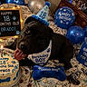 Draco is registered to the contest to win money with this photo: dog, black_dog, birthday, party_hat, cake, balloons, blue_balloons, birthday_bone, party_decorations, happy, tongue_out, pet, canine, celebration, indoors, living_room, blanket, birthday_card, birthday_sign, portrait