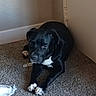 Draco is registered to the contest to win money with this photo: dog, black_dog, white_chest, white_paws, pet, animal, lying_down, sleepy, tired, indoors, carpet, corner, wall, door, chew_toy, toy, paws, short_hair, portrait, home