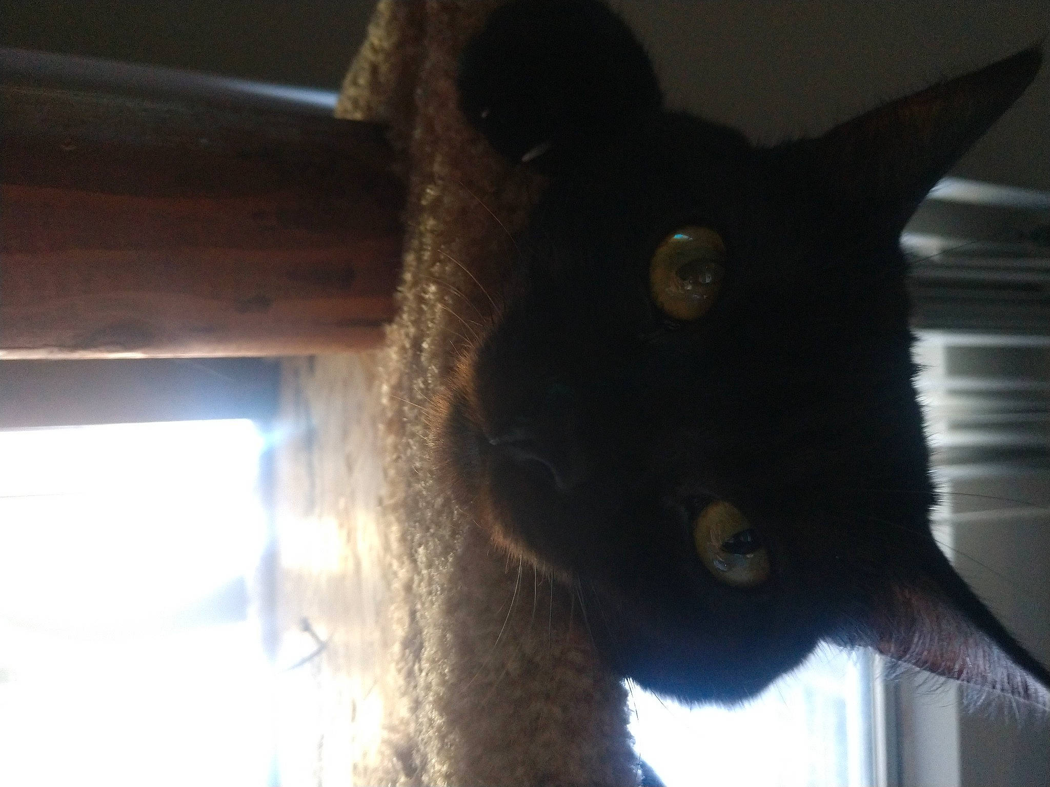 Lulu joined the competition — help win amazing prizes! black_cat, bombay, carnivore, cat, cat_supply, claw, domestic_short_haired_cat, ear, felidae, fur, iris, shadow, small_to_medium_sized_cats, snout, tail, terrestrial_animal, tints_and_shades, whiskers, window