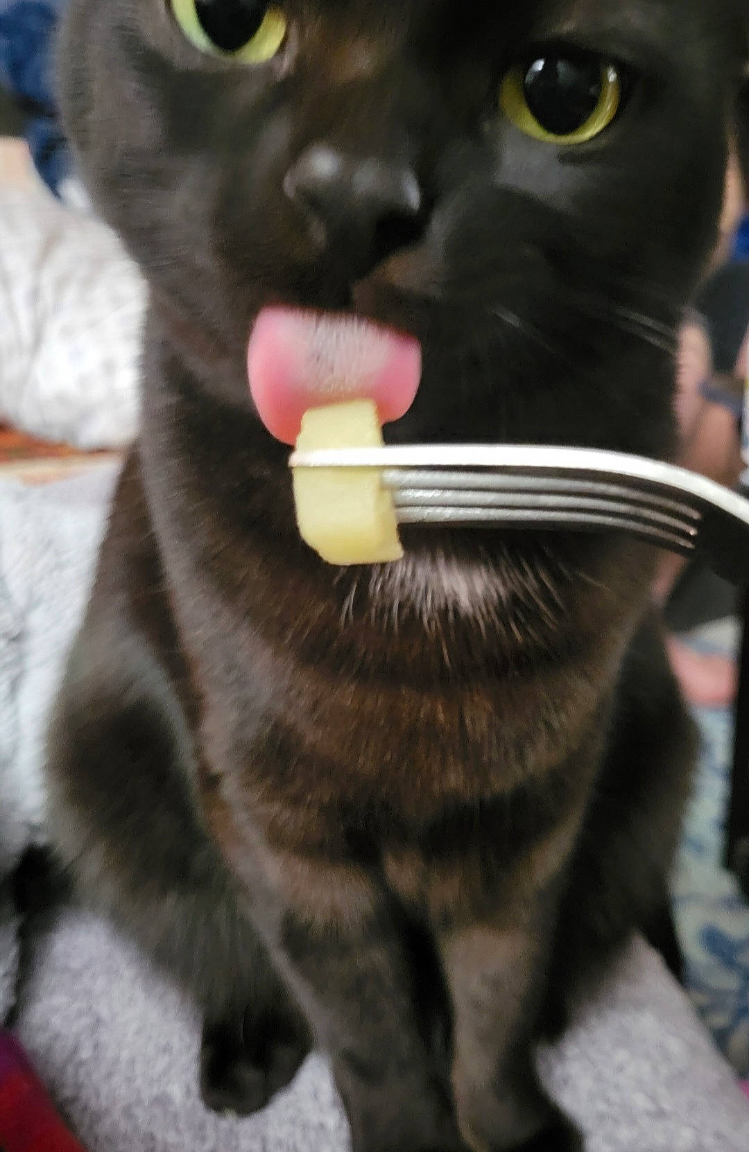 Lulu joined the competition — help win amazing prizes! black, black_cat, bombay, carnivore, cat, claw, domestic_short_haired_cat, ear, felidae, fur, gesture, mammal, nose, small_to_medium_sized_cats, snout, tail, vertebrate, whiskers