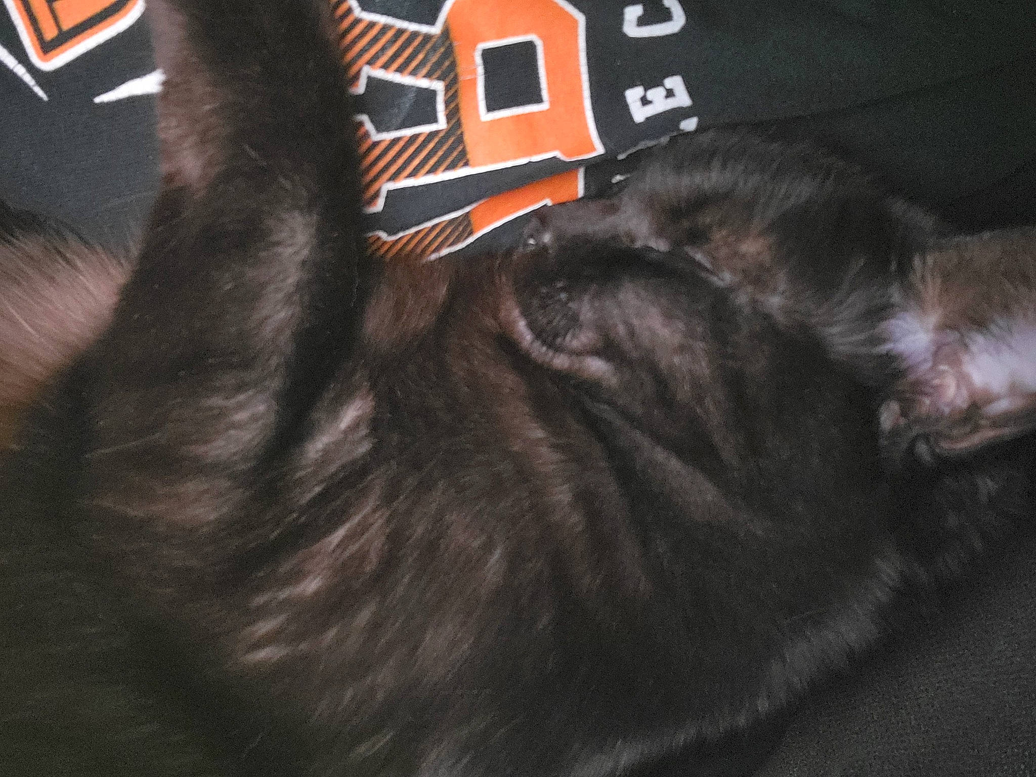 Lulu is registered to the contest to win money with this photo: brand, brown, canidae, carmine, carnivore, cat, comfort, dog_breed, electric_blue, felidae, fur, liver, logo, sleeve, small_to_medium_sized_cats, snout, sporting_group, tail, terrestrial_animal, whiskers