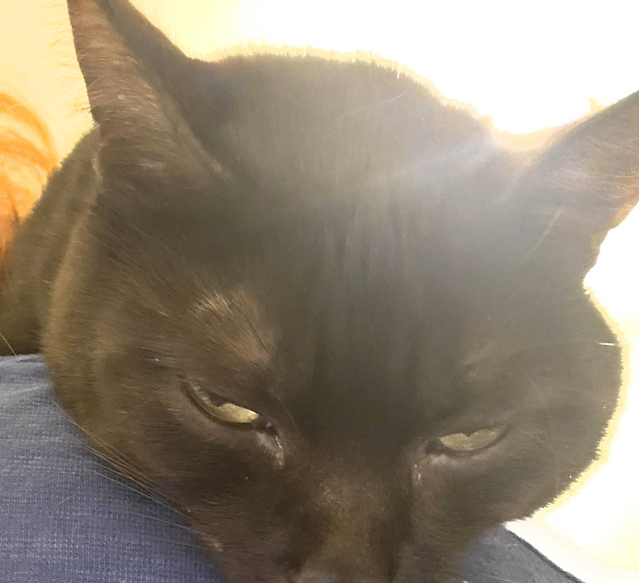 Lulu joined the competition — help win amazing prizes! carnivore, cat, domestic_short_haired_cat, felidae, fur, small_to_medium_sized_cats, snout, whiskers, window