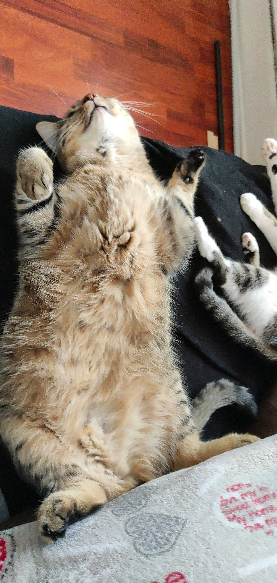 Razmo participe au concours pour gagner de l'argent avec cette photo : carnivore, cat, claw, comfort, companion_dog, dog_breed, felidae, fur, natural_material, paw, small_to_medium_sized_cats, tail, terrestrial_animal, whiskers