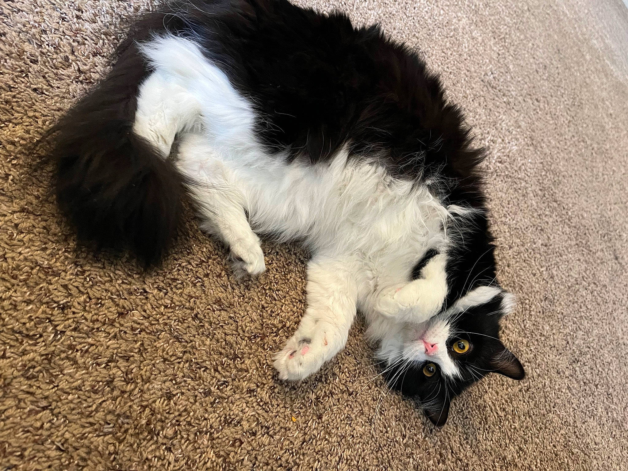 Cleopatra is registered to the contest to win money with this photo: asphalt, carnivore, cat, claw, dog_breed, domestic_short_haired_cat, felidae, foot, fur, grass, human_leg, paw, shadow, small_to_medium_sized_cats, snout, soil, sporting_group, tail, terrestrial_animal, whiskers