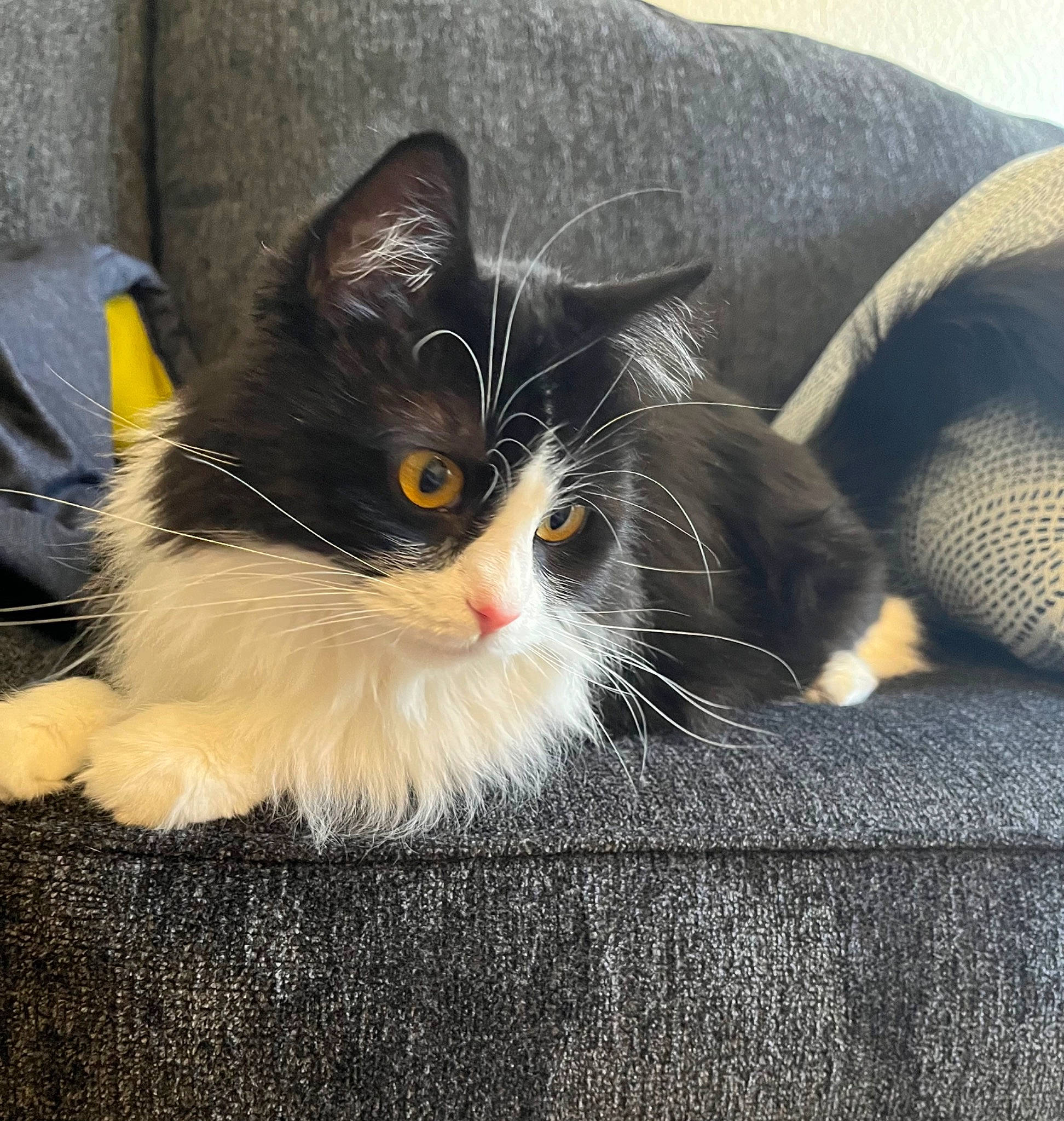 Cleopatra is registered to the contest to win money with this photo: carnivore, cat, comfort, domestic_short_haired_cat, felidae, flooring, fur, grey, paw, sitting, small_to_medium_sized_cats, snout, tail, whiskers