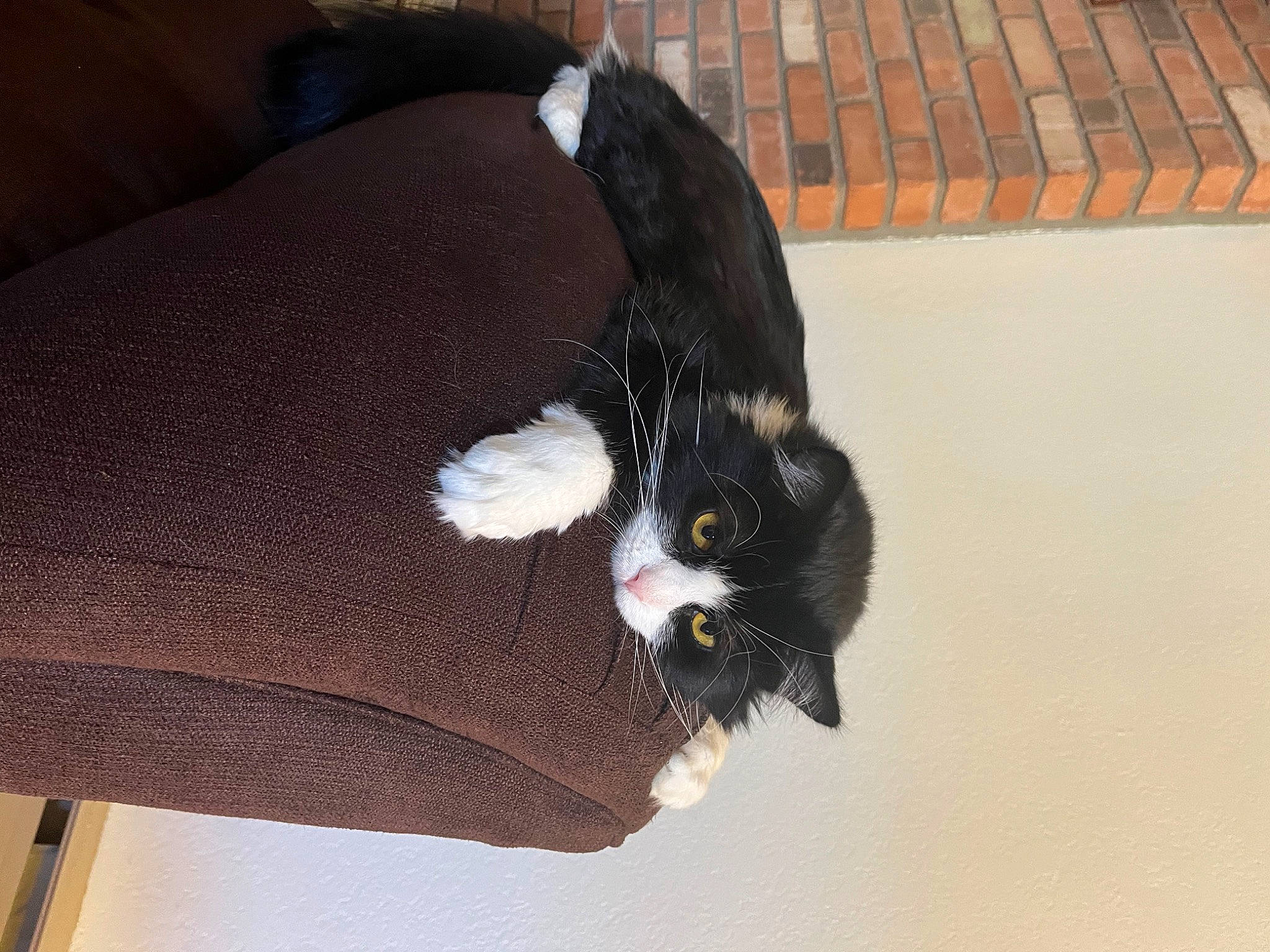 Cleopatra is registered to the contest to win money with this photo: black_cat, carnivore, cat, claw, comfort, dog_breed, domestic_short_haired_cat, fashion_accessory, felidae, flooring, fur, natural_material, paw, small_to_medium_sized_cats, snout, tail, terrestrial_animal, whiskers