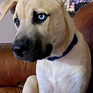 Tito is registered to the contest to win money with this photo: alert, animal, blue_eyes, brown, canine, close_up, collar, companion, dog, domestic, furniture, household, indoor, leather_couch, light_fur, looking_away, pet, portrait, sitting, young_dog