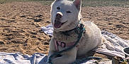 Ruby participe au concours pour gagner de l'argent avec cette photo : dog, white_dog, husky, beach, sand, blanket, towel, leash, harness, toys, stuffed_toy, snack_pack, bowl, sunny, sky, clouds, outdoor, pet, sitting, happy