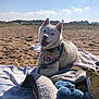 dog, white_dog, husky, beach, sand, blanket, towel, leash, harness, toys, stuffed_toy, snack_pack, bowl, sunny, sky, clouds, outdoor, pet, sitting, happy