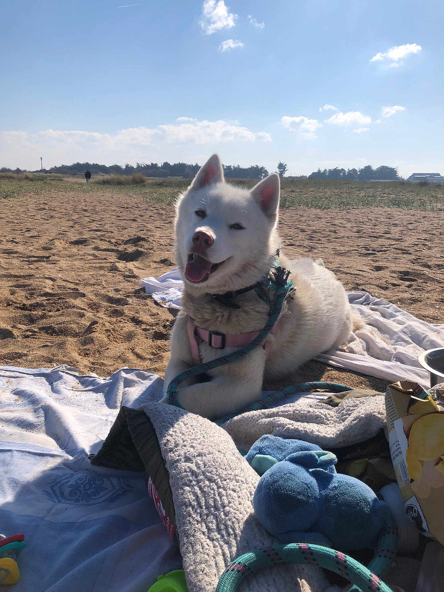 Ruby participe au concours pour gagner de l'argent avec cette photo : dog, white_dog, husky, beach, sand, blanket, towel, leash, harness, toys, stuffed_toy, snack_pack, bowl, sunny, sky, clouds, outdoor, pet, sitting, happy