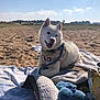 Ruby participe au concours pour gagner de l'argent avec cette photo : dog, husky, white_dog, beach, sand, sky, towel, leash, harness, toy, blanket, sunny, outdoors, pet, smiling, portrait, grass, clouds, relaxing, daytime