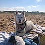 dog, husky, white_dog, beach, sand, leash, harness, towel, blanket, sky, clouds, sunny, outdoor, pet, happy, sitting, portrait, plush_toy, snack_package, distant_person