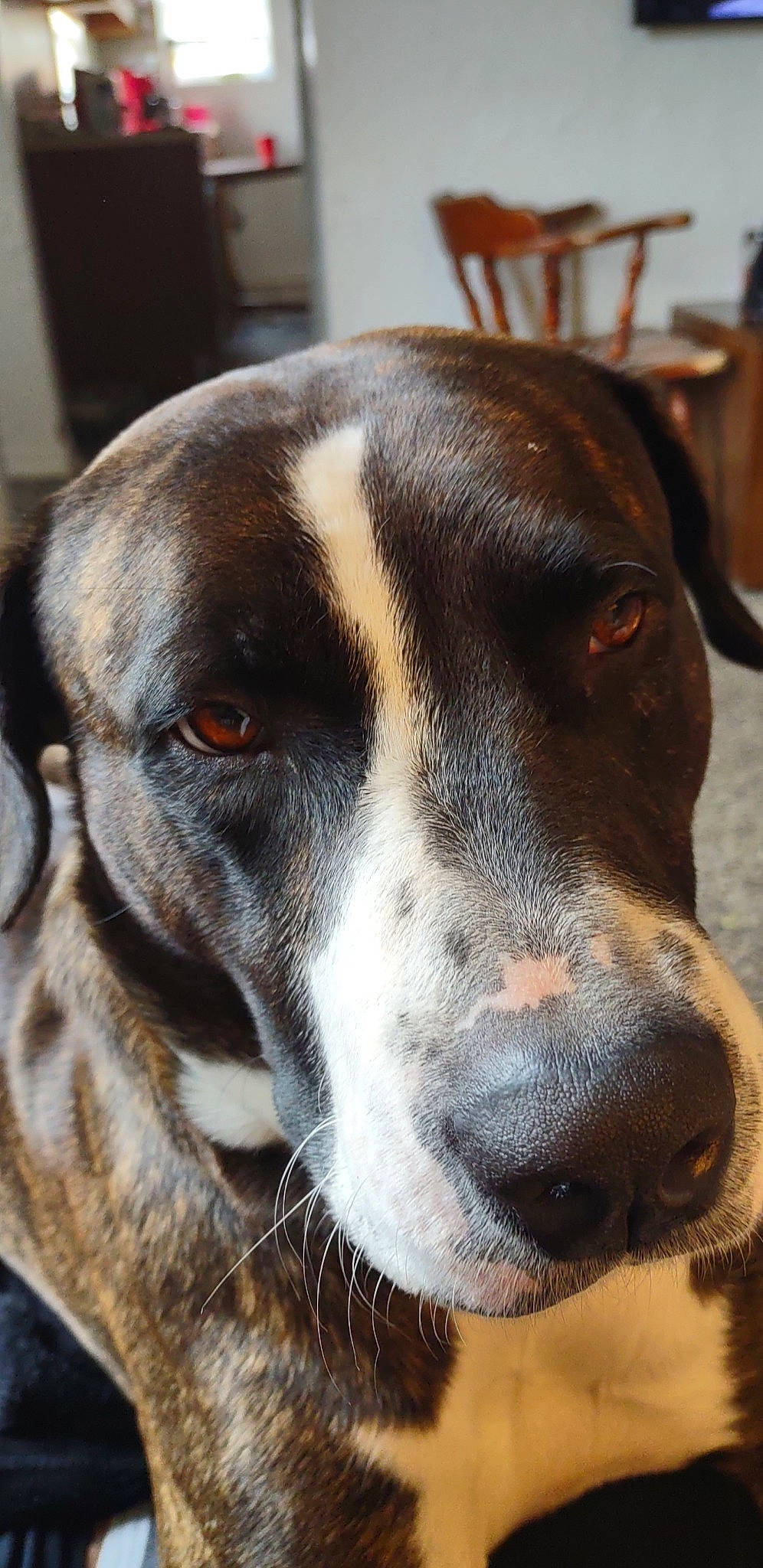 Chief is registered to the contest to win money with this photo: canidae, carnivore, collar, companion_dog, dog, dog_breed, ear, fawn, fur, giant_dog_breed, hound, hunting_dog, pet_supply, scent_hound, snout, sporting_group, whiskers, working_animal, working_dog