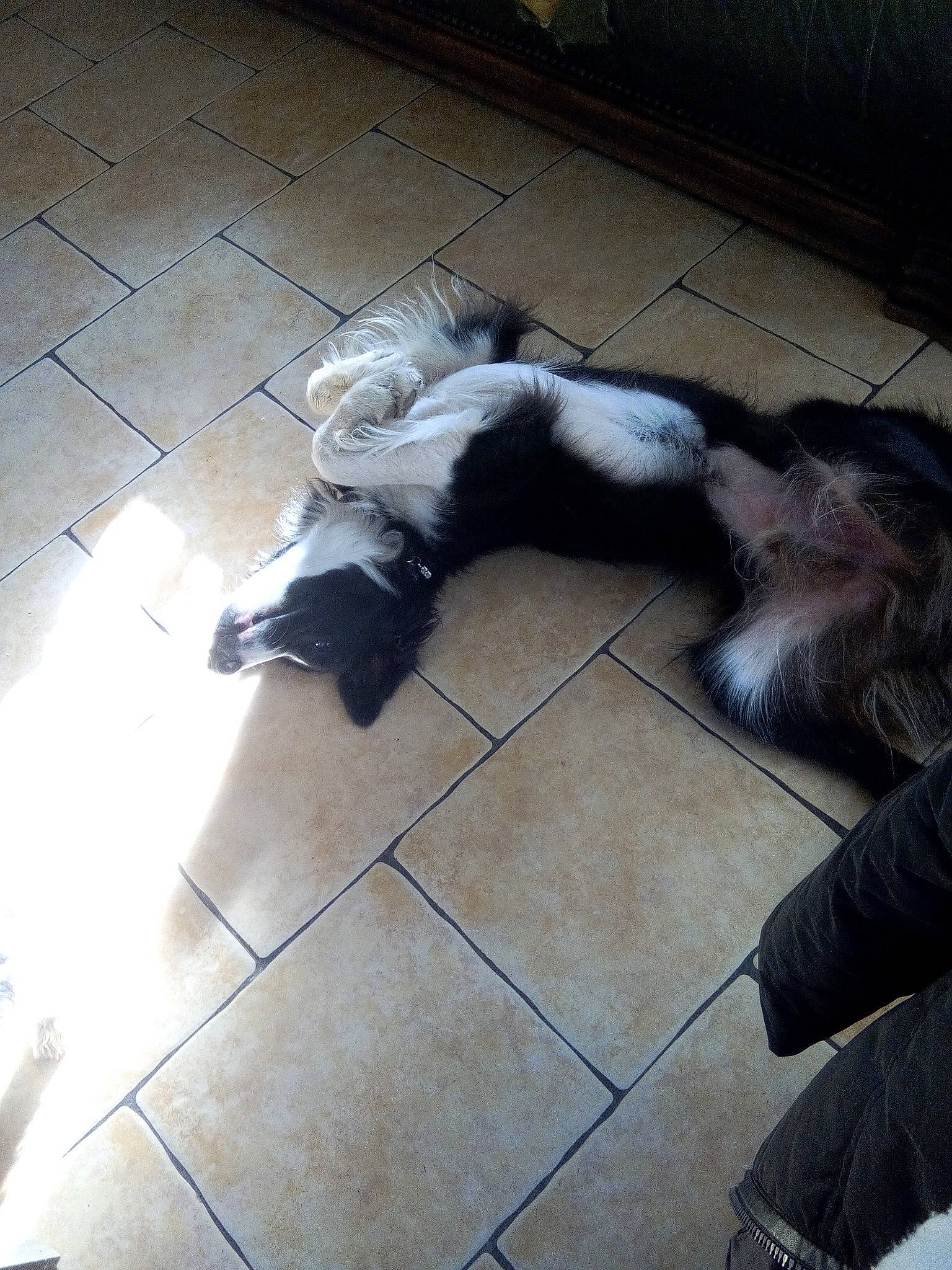 Lucky a rejoint le concours — aidez-le/la à gagner de superbes lots ! border_collie, canidae, carnivore, companion_dog, dog, dog_breed, floor, schapendoes, sporting_group, tail, tibetan_terrier