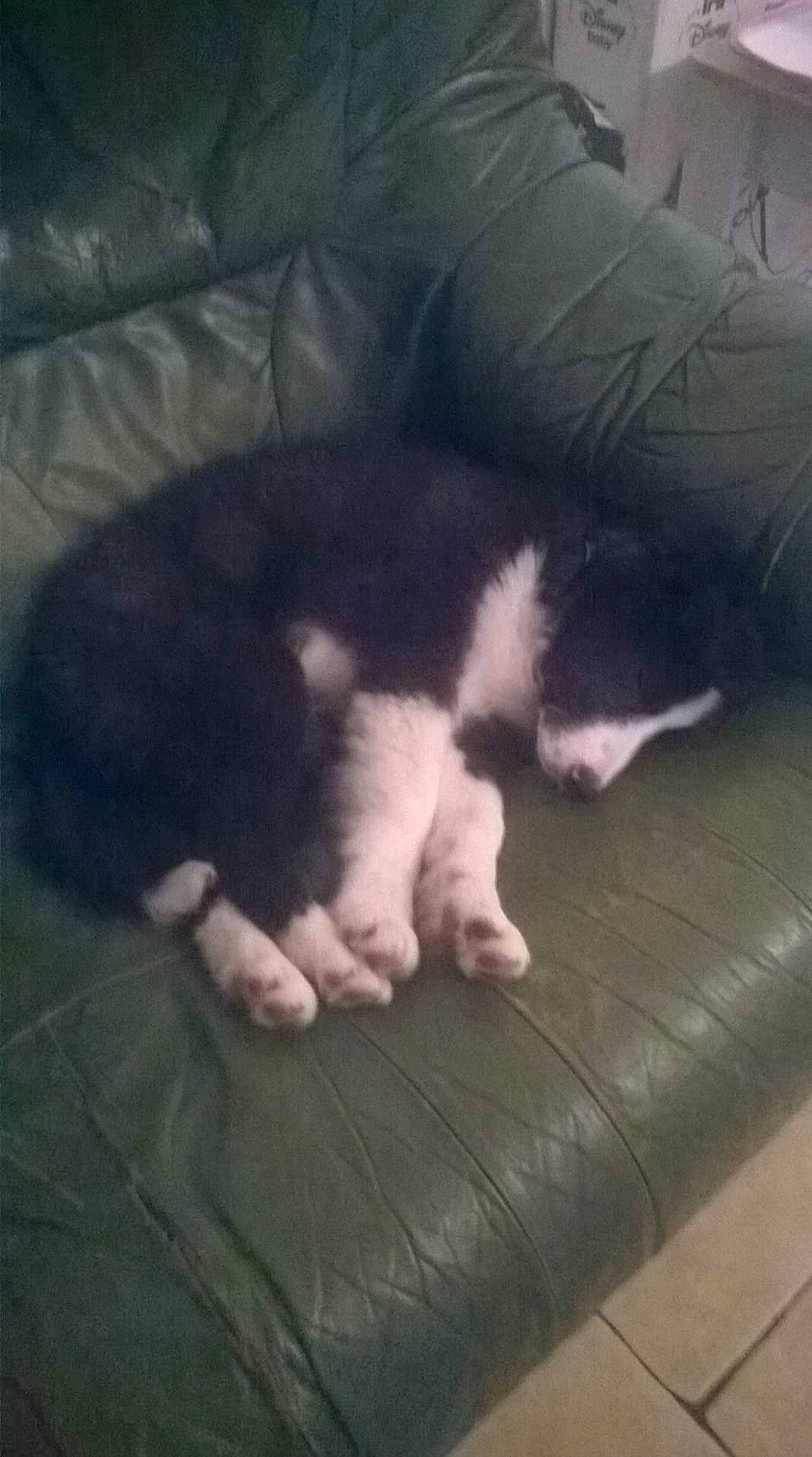 Lucky a rejoint le concours — aidez-le/la à gagner de superbes lots ! canidae, carnivore, cat, dog_breed, fawn, felidae, kitten, nap, norwegian_forest_cat, nose, paw, persian, polydactyl_cat, puppy, sleep, small_to_medium_sized_cats, tail, whiskers