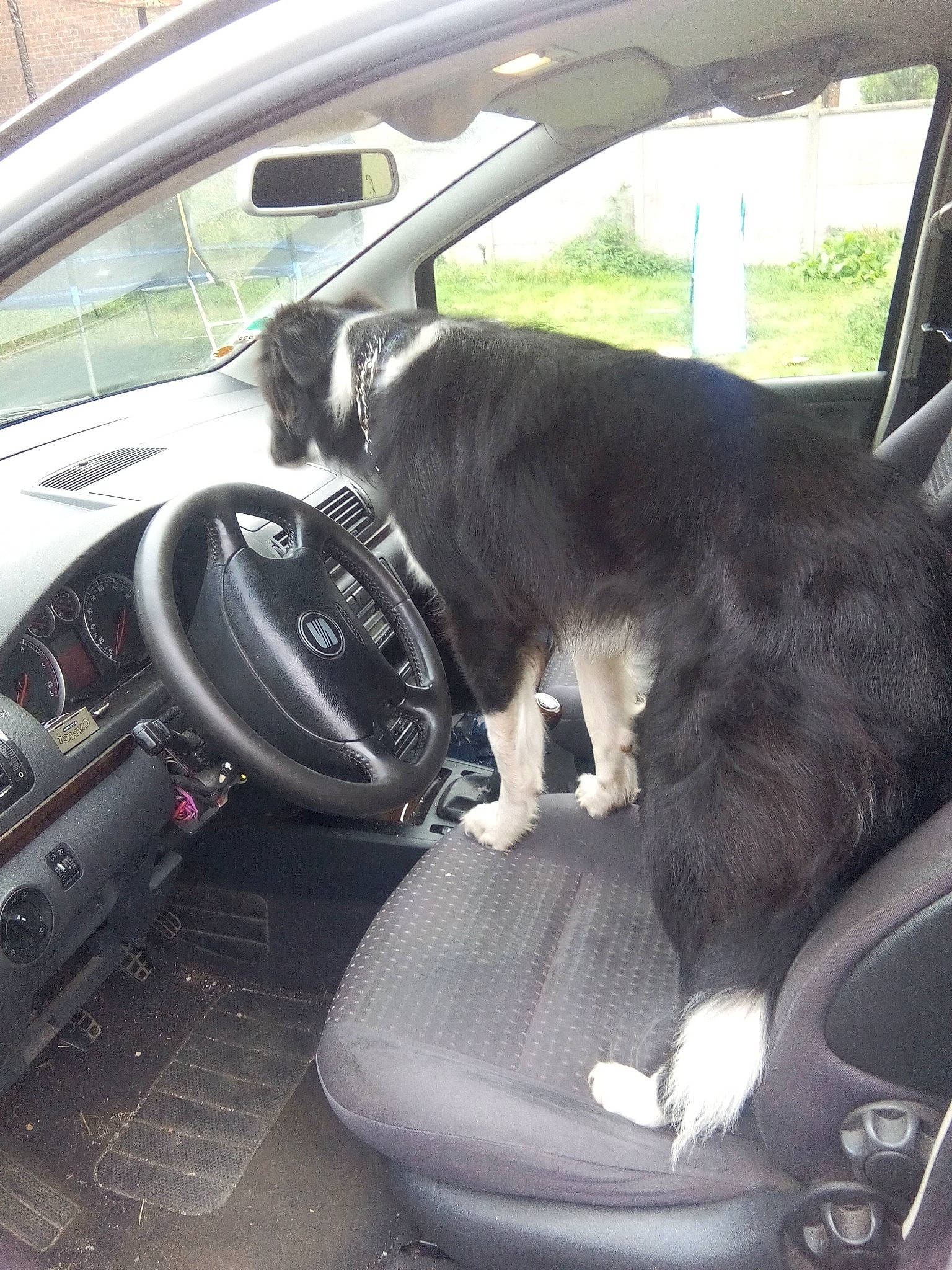 Lucky a rejoint le concours — aidez-le/la à gagner de superbes lots ! canidae, car, car_seat, car_seat_cover, driving, family_car, vehicle, vehicle_door