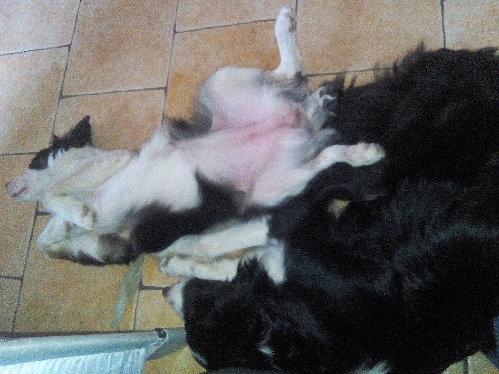 Bella a rejoint le concours — aidez-le/la à gagner de superbes lots ! canidae, carnivore, dog, dog_breed, fawn, mammal, non_sporting_group, puppy, shih_tzu, sporting_group, tibetan_terrier, vertebrate