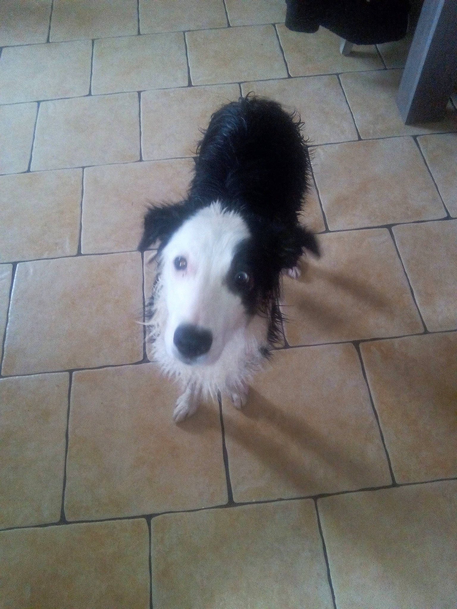 Bella participe au concours pour gagner de l'argent avec cette photo : border_collie, canidae, carnivore, companion_dog, dog, dog_breed, herding_dog, mammal, rare_breed_dog, sporting_group, vertebrate, working_dog