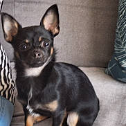 Louky a rejoint le concours — aidez-le/la à gagner de superbes lots ! alert, animal, black_dog, chihuahua, companion, couch, cute, dog, domestic_animal, furniture, home, indoor, jeans, person_partial, pet, pillow, sitting, small_dog, striped_clothing, tan_markings