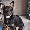alert, animal, black_dog, chihuahua, companion, couch, cute, dog, domestic_animal, furniture, home, indoor, jeans, person_partial, pet, pillow, sitting, small_dog, striped_clothing, tan_markings