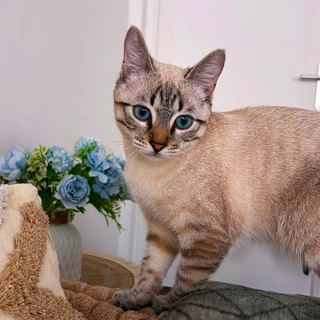 Yuki a rejoint le concours — aidez-le/la à gagner de superbes lots ! cat, kitten, blue_eyes, standing, indoors, blanket, couch, pillow, flowers, vase, living_room, door, tabby, striped_fur, animal, pet, portrait, cozy, housecat, closeup