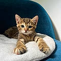 Lila G.