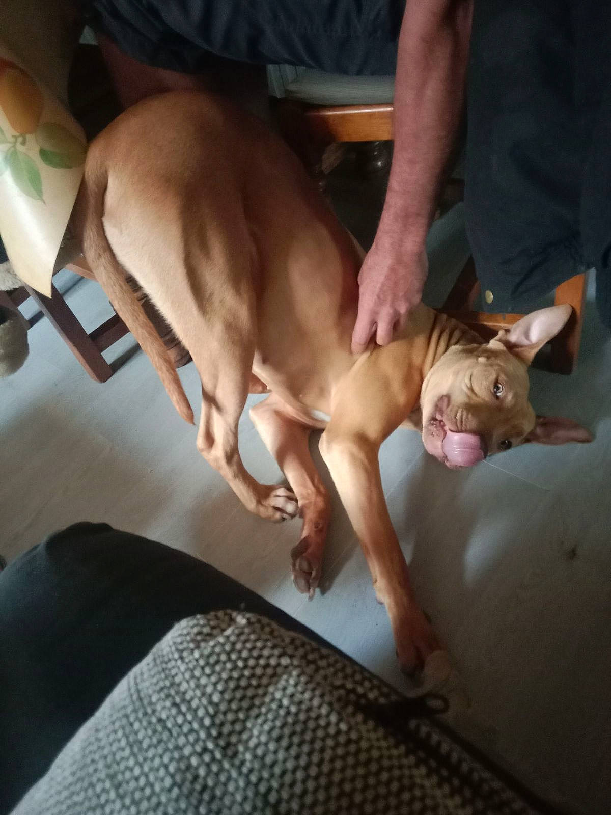 Lo K a rejoint le concours — aidez-le/la à gagner de superbes lots ! canidae, carnivore, comfort, companion_dog, dog, dog_breed, elbow, fawn, flooring, foot, human_leg, knee, linens, non_sporting_group, snout, sporting_group, tail, thigh, trunk, working_animal