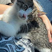 Mitch joined the competition — help win amazing prizes! animal, casual, cat, closeup, comfort, cute, denim, fur, hand, indoor, kitten, lap, person, pet, relaxing, resting, ripped_jeans, sunlight, tabby, whiskers