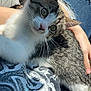 animal, casual, cat, closeup, comfort, cute, denim, fur, hand, indoor, kitten, lap, person, pet, relaxing, resting, ripped_jeans, sunlight, tabby, whiskers