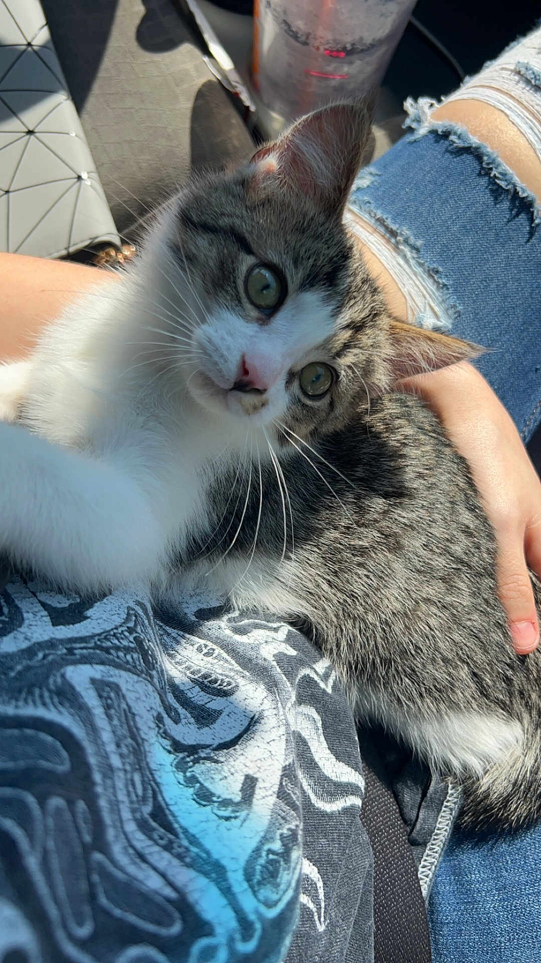 Mitch joined the competition — help win amazing prizes! animal, casual, cat, closeup, comfort, cute, denim, fur, hand, indoor, kitten, lap, person, pet, relaxing, resting, ripped_jeans, sunlight, tabby, whiskers
