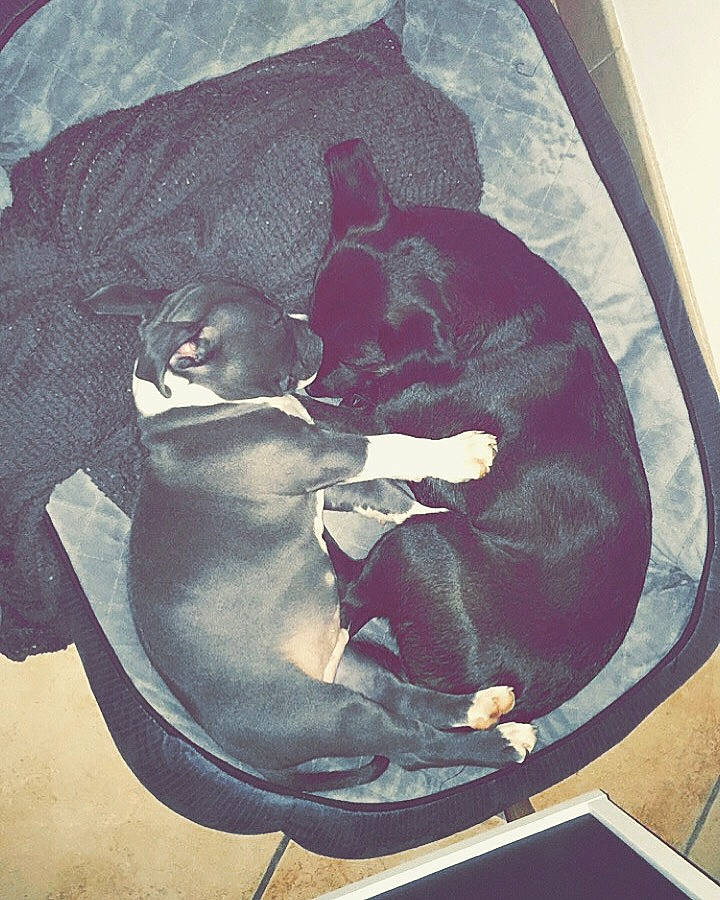 Snow participe au concours pour gagner de l'argent avec cette photo : canidae, carnivore, comfort, companion_dog, dobermann, dog, dog_breed, guard_dog, miniature_pinscher, sporting_group