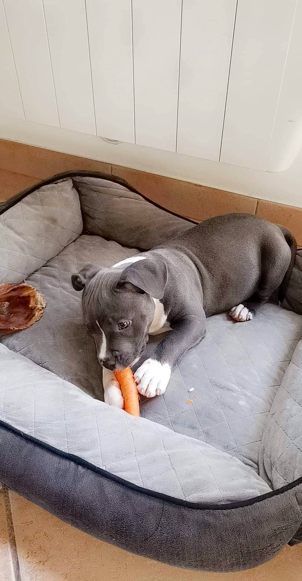 Snow a rejoint le concours — aidez-le/la à gagner de superbes lots ! american_pit_bull_terrier, canidae, carnivore, comfort, companion_dog, dog, dog_breed, fawn, nap, non_sporting_group, pit_bull, puppy, snout
