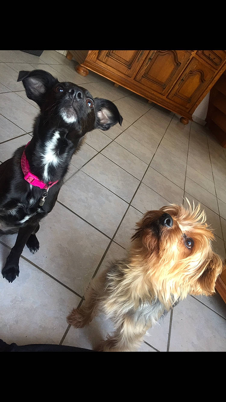 Harley a rejoint le concours — aidez-le/la à gagner de superbes lots ! australian_silky_terrier, cairn_terrier, canidae, carnivore, companion_dog, dog, dog_breed, mammal, non_sporting_group, puppy, schnauzer, snout, sporting_group, terrier, toy_dog, yorkshire_terrier