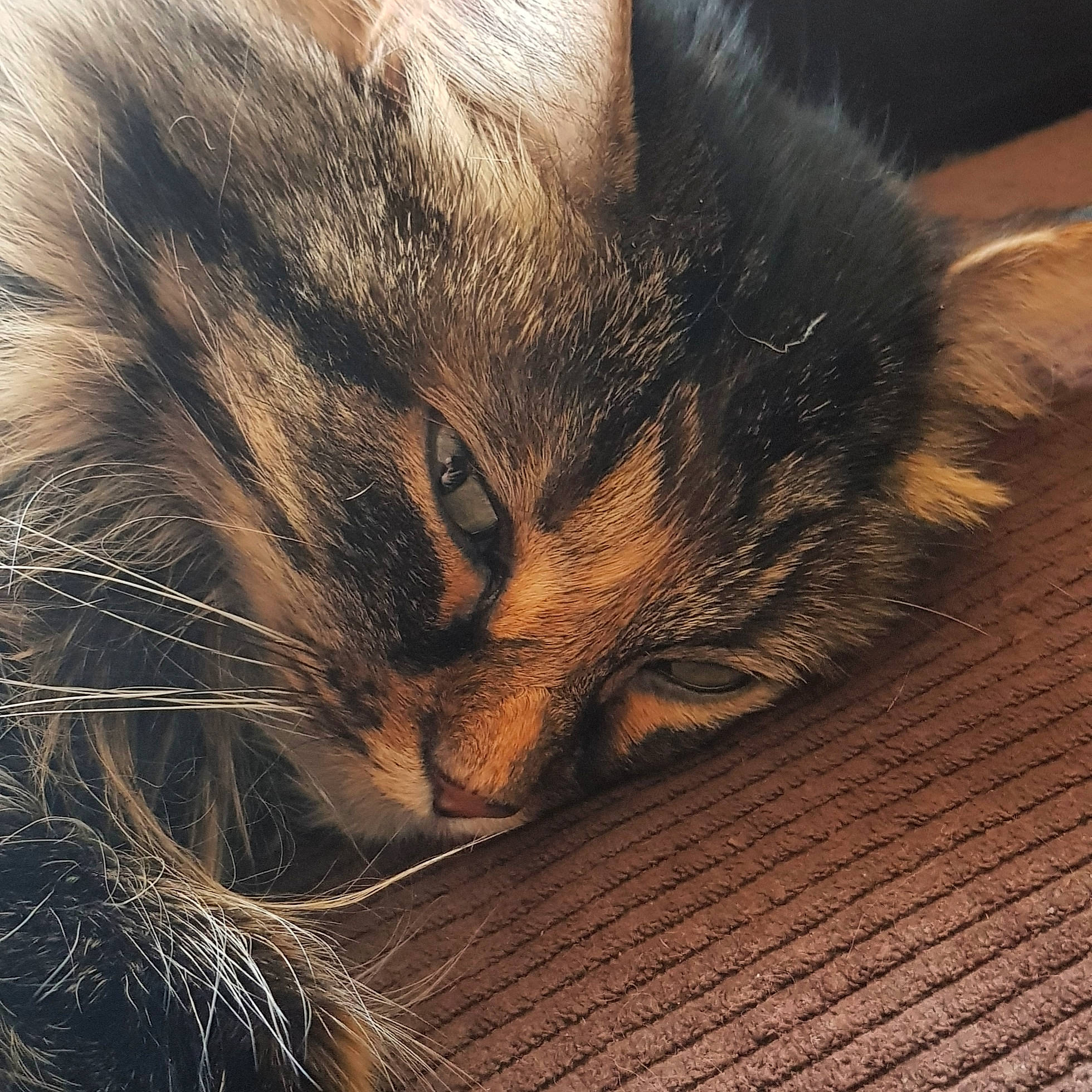 Leeloo participe au concours pour gagner de l'argent avec cette photo : carnivore, cat, close_up, cloud, domestic_short_haired_cat, felidae, flooring, fur, grass, hardwood, nap, paw, small_to_medium_sized_cats, snout, tail, terrestrial_animal, whiskers, wildlife, wood, wood_flooring