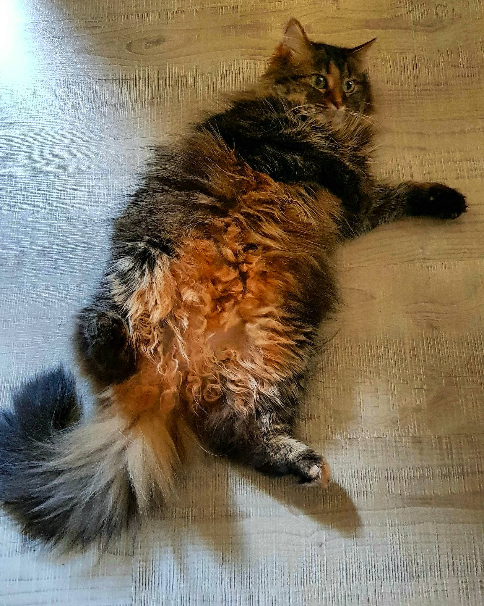 Leeloo participe au concours pour gagner de l'argent avec cette photo : art, british_longhair, carnivore, cat, claw, comfort, domestic_short_haired_cat, fawn, felidae, flooring, fur, maine_coon, paw, sitting, small_to_medium_sized_cats, snout, tail, terrestrial_animal, whiskers, wood