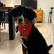 Nala a rejoint le concours — aidez-le/la à gagner de superbes lots ! dog, bandana, indoor, floor, furniture, table, chair, person, television, cabinet, plant, lamp, wooden_floor, living_room, pet, cute, sitting, black_fur, brown_fur, white_fur