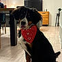 dog, bandana, indoor, floor, furniture, table, chair, person, television, cabinet, plant, lamp, wooden_floor, living_room, pet, cute, sitting, black_fur, brown_fur, white_fur