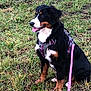 Nala a rejoint le concours — aidez-le/la à gagner de superbes lots ! dog, bernese_mountain_dog, grass, outdoor, pet, canine, leash, harness, sitting, tongue_out, happy, nature, animal, mammal, field, fur, black_fur, brown_fur, white_fur, companion