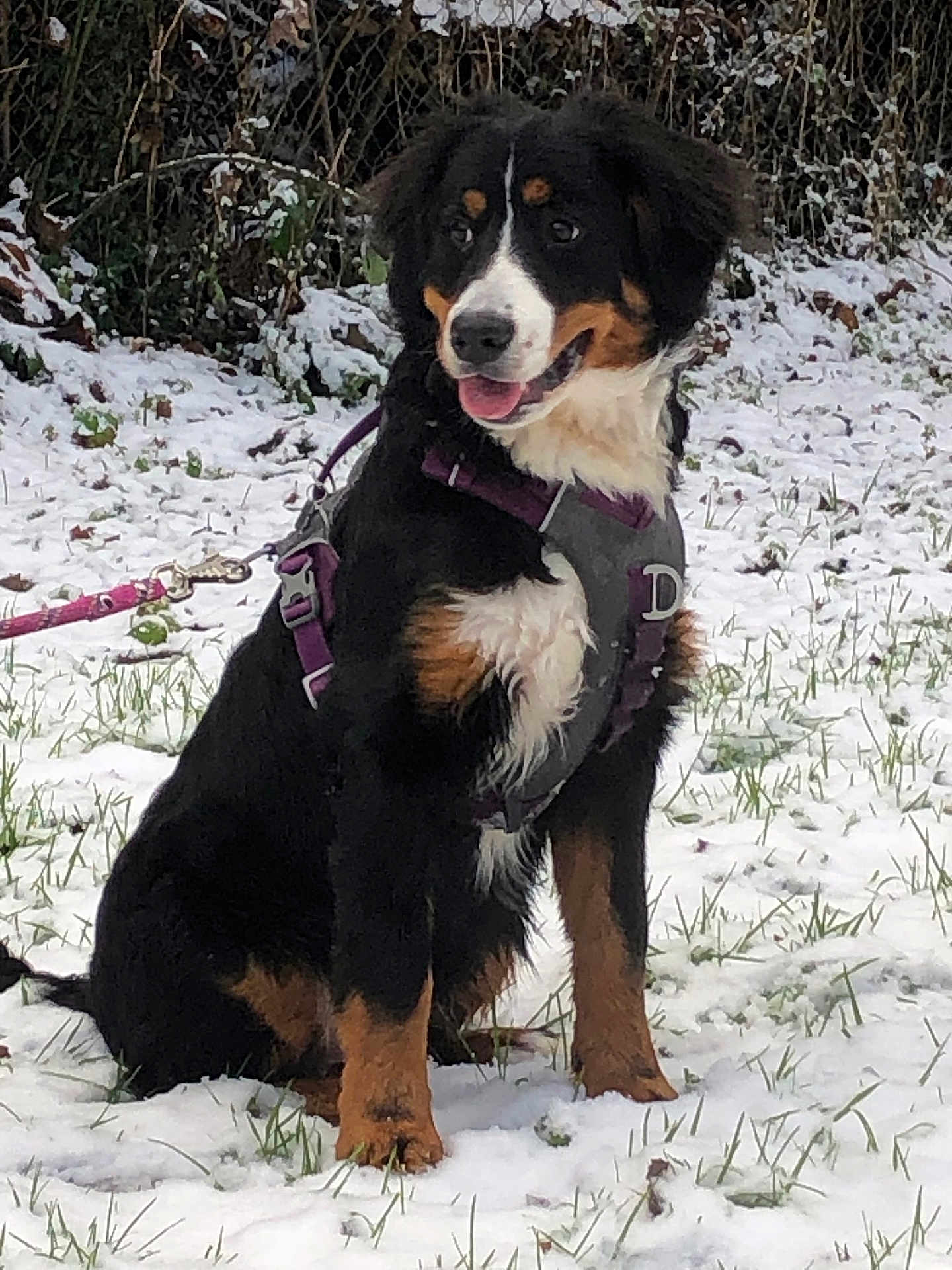 Nala participe au concours pour gagner de l'argent avec cette photo : dog, bernese_mountain_dog, puppy, snow, harness, leash, outdoor, grass, winter, pet, canine, animal, sitting, fur, brown, black, white, happy, tongue_out, garden