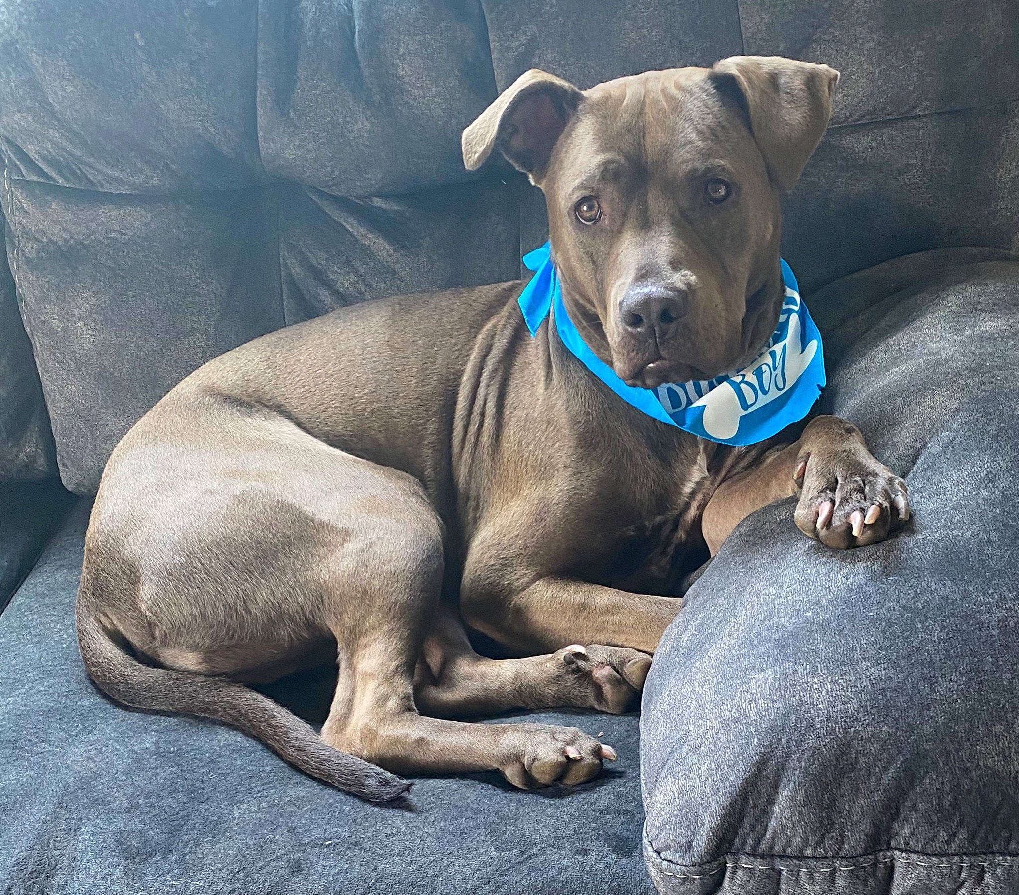 Prince is registered to the contest to win money with this photo: american_pit_bull_terrier, blue_lacy, canidae, carnivore, companion_dog, dog, dog_breed, dog_collar, fawn, mammal, mexican_hairless_dog, non_sporting_group, pariah_dog, peruvian_hairless_dog, rare_breed_dog, snout, sporting_group, thai_ridgeback, vertebrate