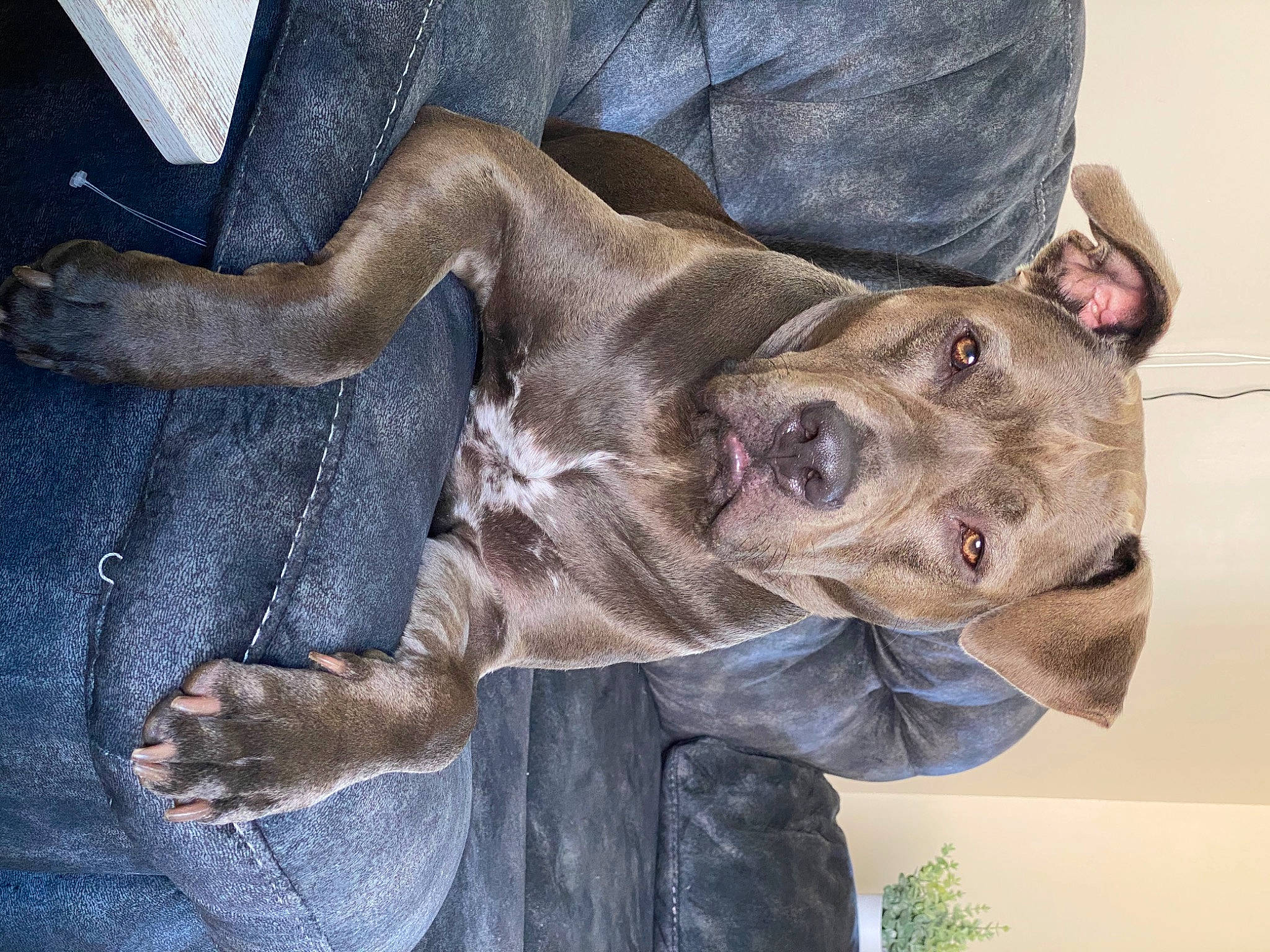 Prince joined the competition — help win amazing prizes! american_pit_bull_terrier, american_staffordshire_terrier, bandog, cane_corso, canidae, carnivore, companion_dog, dog, dog_breed, ear, fawn, great_dane, guard_dog, mammal, non_sporting_group, pit_bull, puppy, snout, sporting_group, staffordshire_bull_terrier