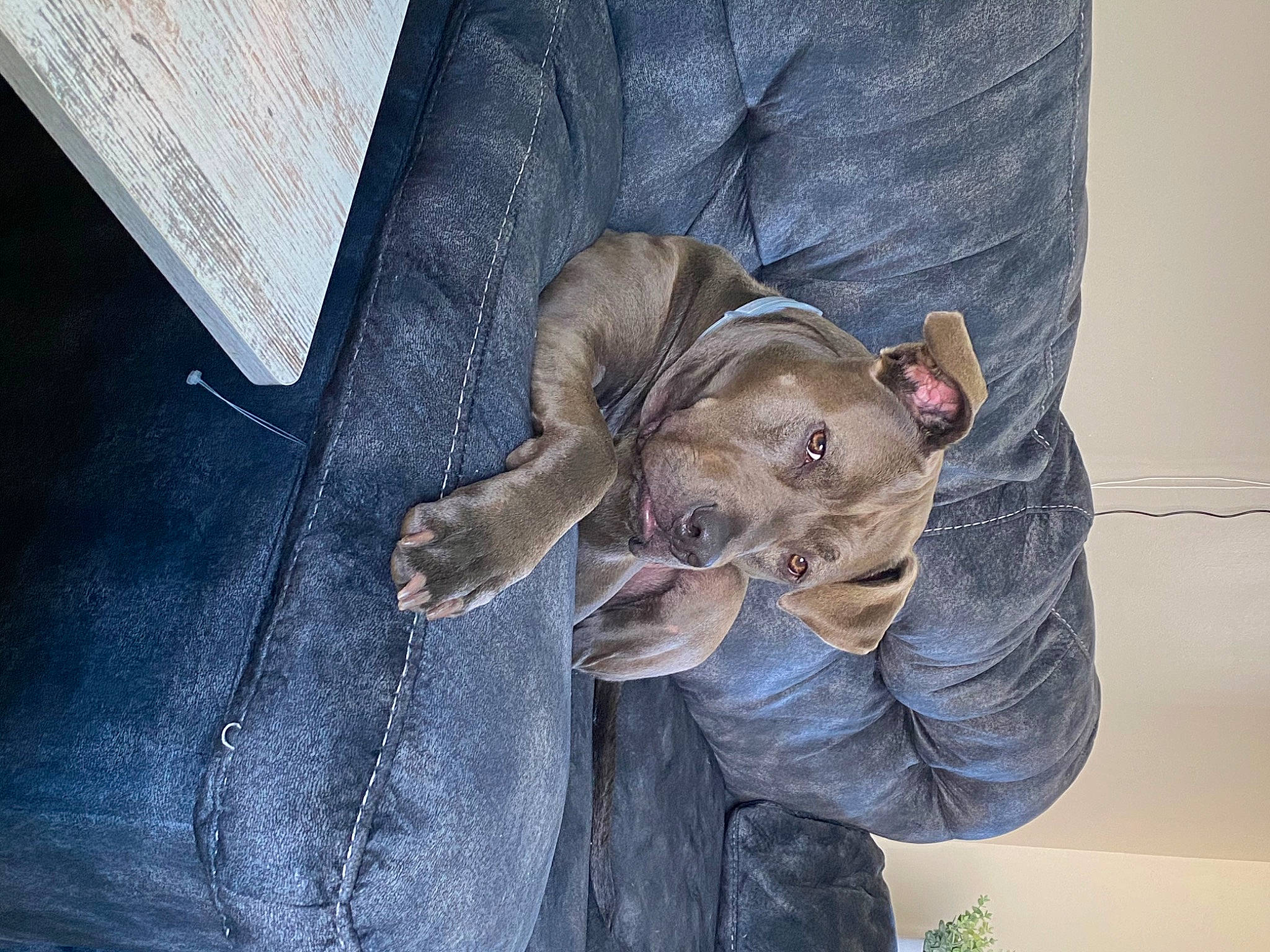 Prince is registered to the contest to win money with this photo: american_pit_bull_terrier, american_staffordshire_terrier, canidae, carnivore, companion_dog, dog, dog_breed, ear, fawn, mammal, non_sporting_group, pit_bull, puppy, sporting_group, staffordshire_bull_terrier, weimaraner