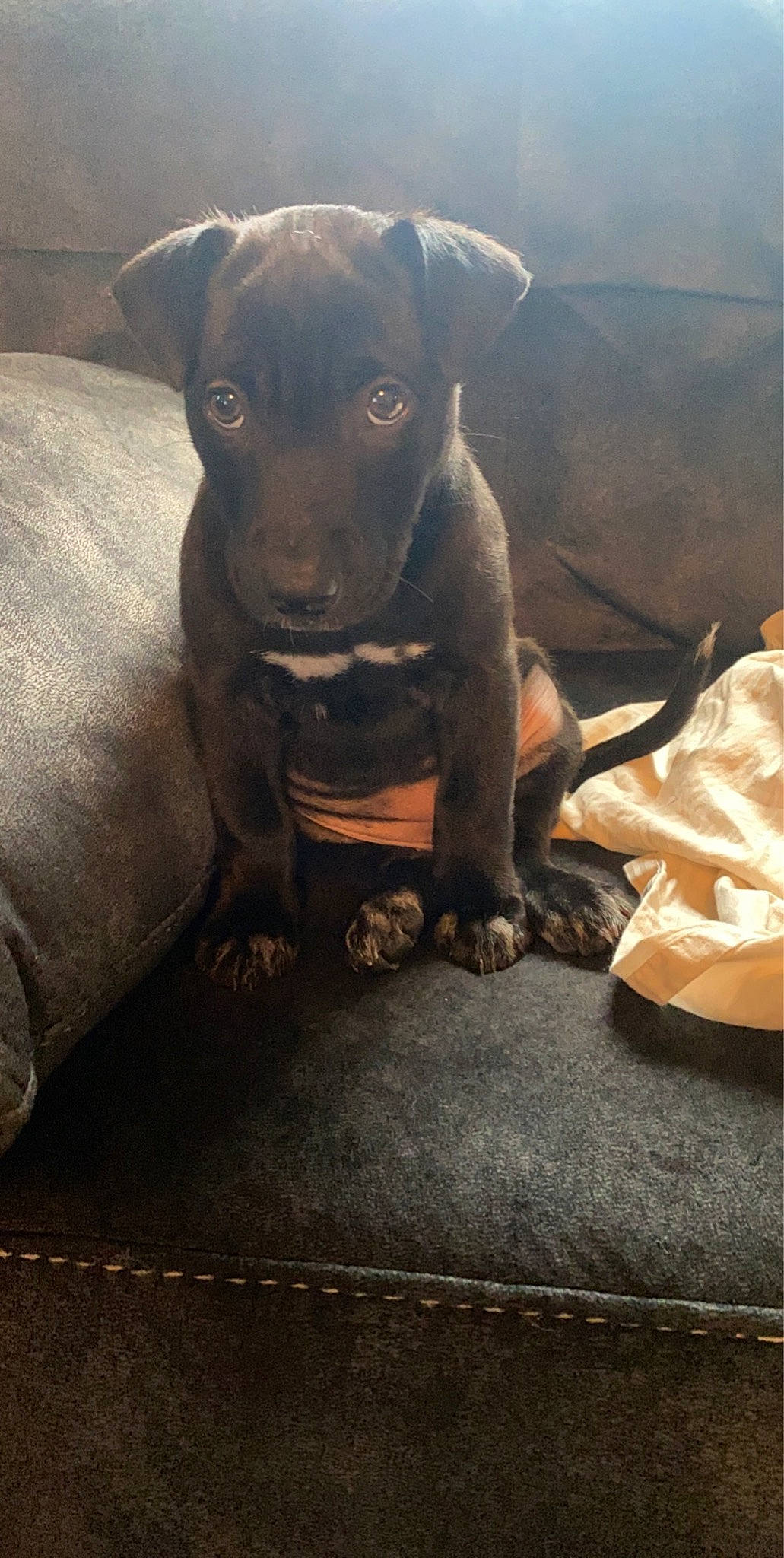 Piper is registered to the contest to win money with this photo: american_pit_bull_terrier, canidae, carnivore, dog, dog_breed, fawn, mammal, non_sporting_group, patterdale_terrier, snout, sporting_group, vertebrate