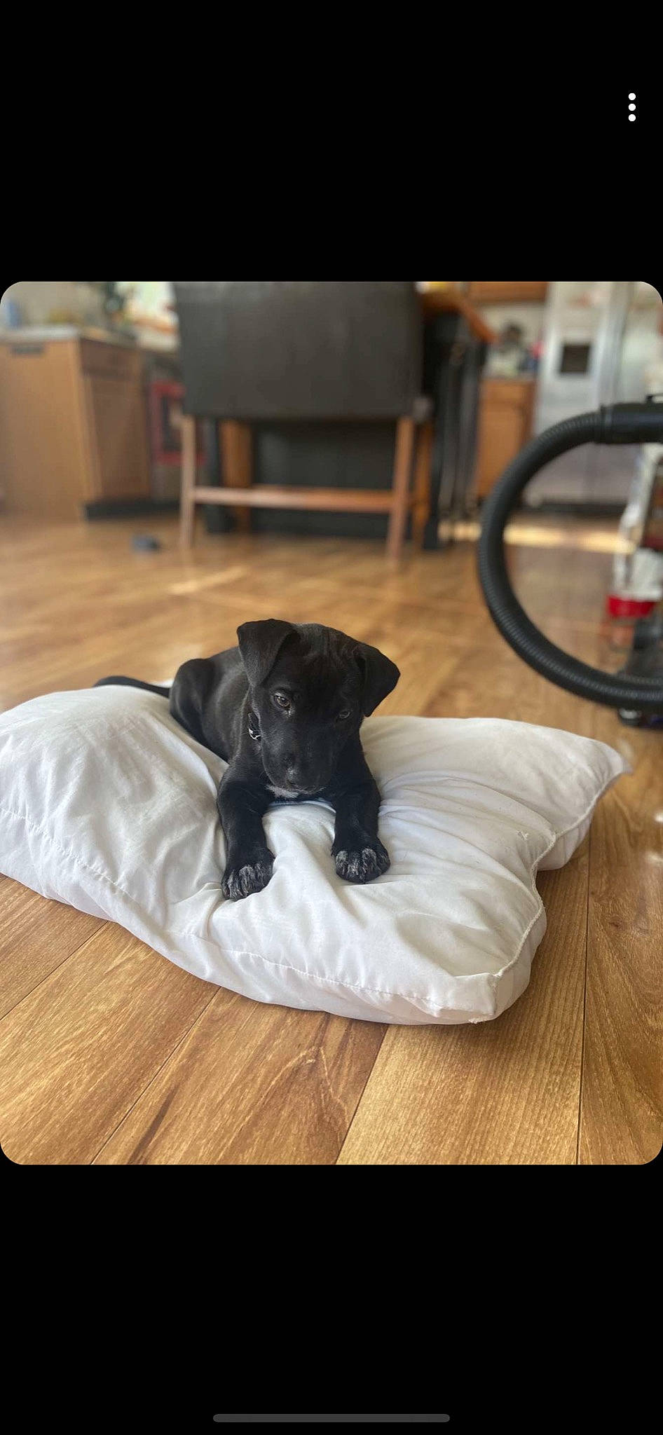 Piper joined the competition — help win amazing prizes! canidae, carnivore, companion_dog, dog, dog_breed, great_dane, guard_dog, labrador_retriever, non_sporting_group, patterdale_terrier, puppy, snout, sporting_group