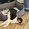 Bianca participe au concours pour gagner de l'argent avec cette photo : animal, black, brown, cozy, cute, dog, dog_bed, domestic_animal, floor, fur, home, indoor, pet, puppy, relaxing, resting, sleeping, toy, white, wooden_floor