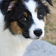 Bianca a rejoint le concours — aidez-le/la à gagner de superbes lots ! animal, black, brown, close_up, curious, cute, dog, eyes, fluffy, fur, head, nature, nose, outdoor, pet, portrait, puppy, whiskers, white, young