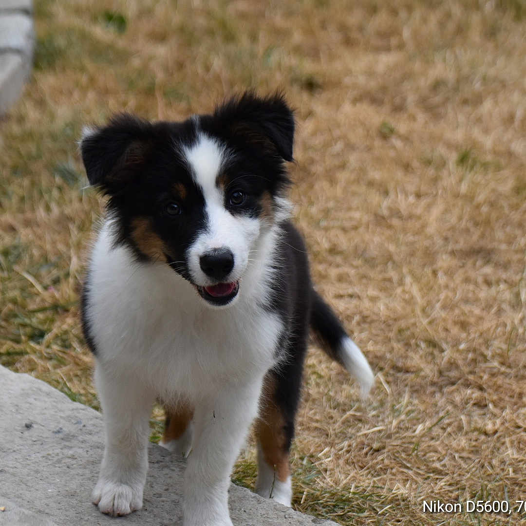 Bianca a rejoint le concours — aidez-le/la à gagner de superbes lots ! animal, black, brown, canine, concrete, cute, dog, fur, grass, happy, nature, outdoor, pet, playful, portrait, puppy, small, standing, white, young