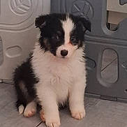 Bianca participe au concours pour gagner de l'argent avec cette photo : adorable, animal, black_and_white, canine, cute, dog, domestic, ears, face, floor, fluffy, fur, indoor, pet, playpen, puppy, sitting, small, tile, young