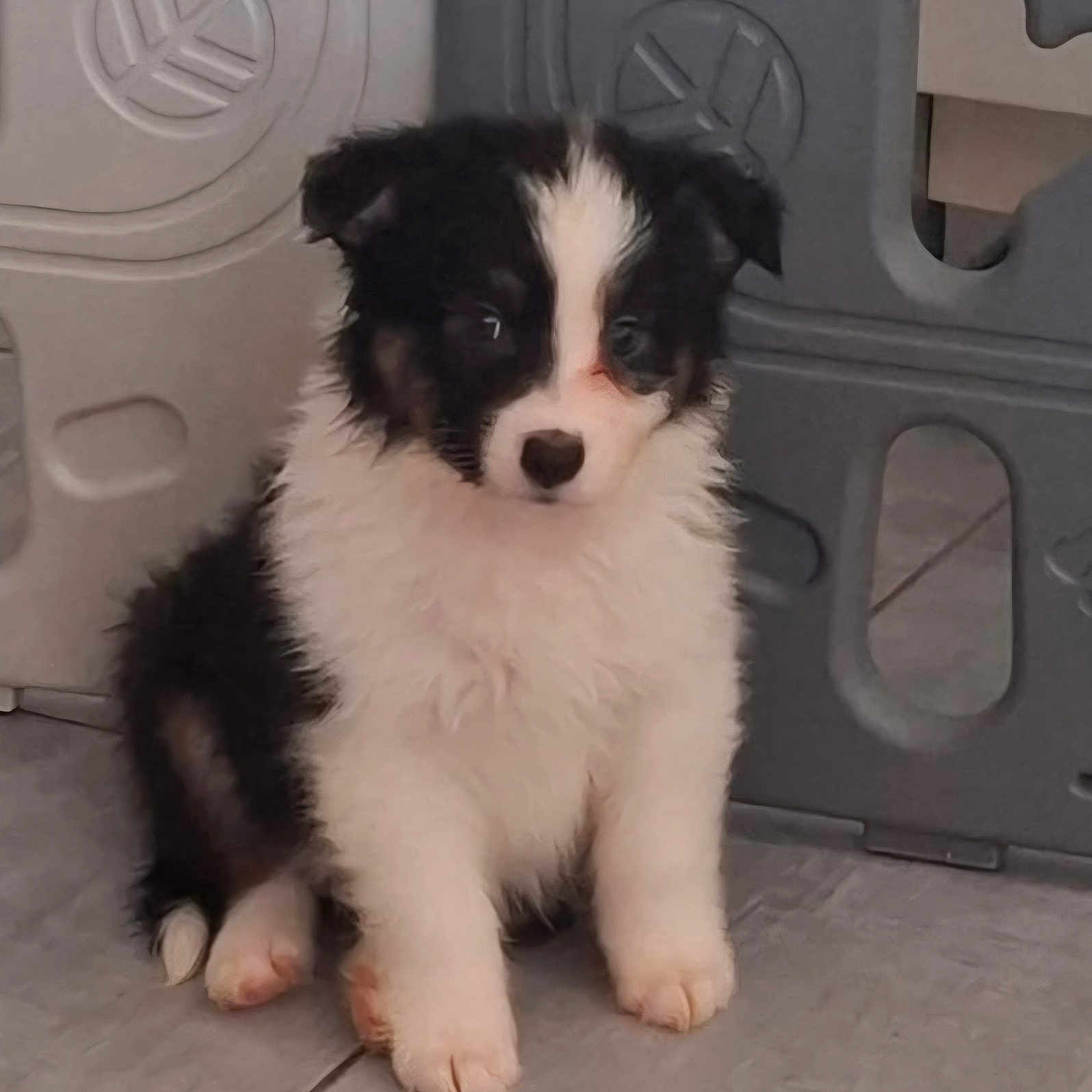 Bianca participe au concours pour gagner de l'argent avec cette photo : adorable, animal, black_and_white, canine, cute, dog, domestic, ears, face, floor, fluffy, fur, indoor, pet, playpen, puppy, sitting, small, tile, young